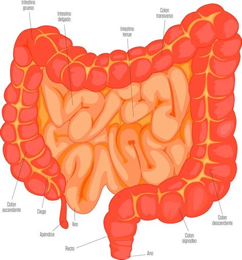 Read Los Intestinos Online