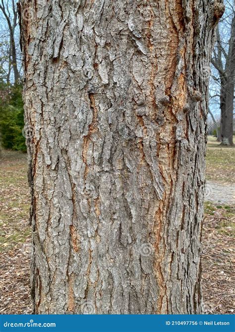 Tree Identification: Kentucky Coffeetree Gymnocladus Dioicus Stock ...