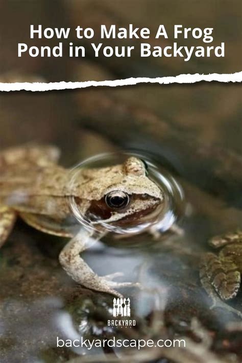 How To Make A Frog Pond In Your Backyard Artofit