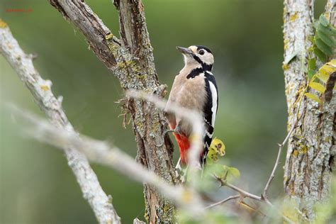 Picchio Rosso Maggiore Di Sardegna Dendrocopus Major Hart Flickr