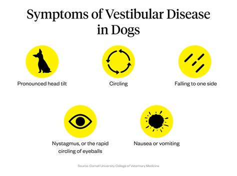 Vestibular Disease In Dogs: Symptoms, Causes & Treatment | Dutch