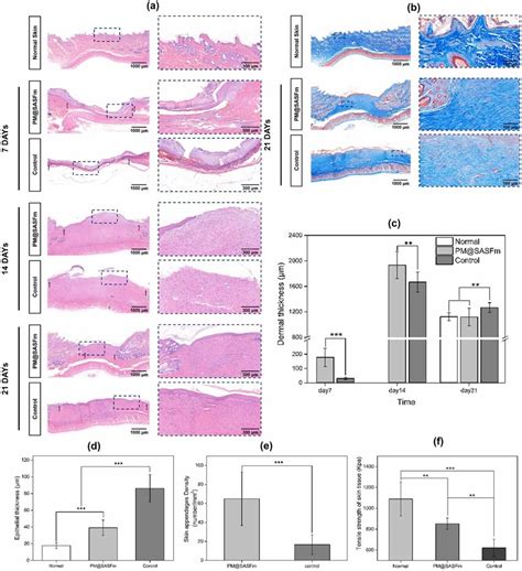 Histological Analysis Of Skin Tissue A H E Stained Histological