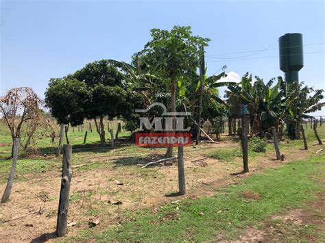 Mil Fazendas Fazenda Em Campinorte Go Margem Lago Serra Da Mesa