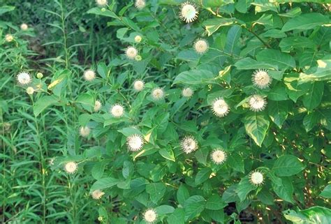 Cephalanthus Occidentalis Alchetron The Free Social Encyclopedia