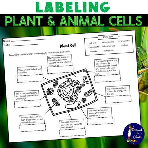 Labeling Plant And Animal Cells Made By Teachers