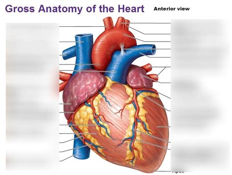 Heart Cardiovascular System Diagram Quizlet