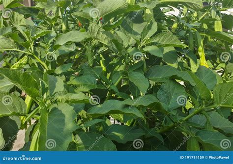 Poisonous Plant in Garden. Datura Flower Stock Image - Image of nature ...