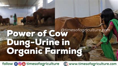 How To Make Cow Dung Urine Organic Pesticide Times Of Agriculture