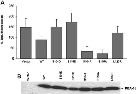 Phosphorylation Of Phosphoprotein Enriched In Astrocytes Pea