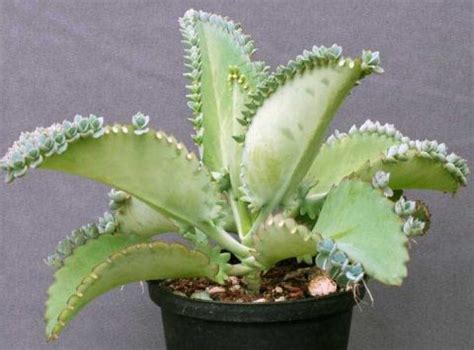 Kalanchoe Laetivirens Cuidados Y Curiosidades Club Suculentas