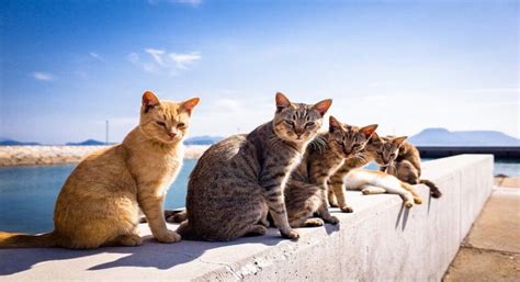 Isla De Los Gatos El Para So Felino De Tashirojima En Jap N