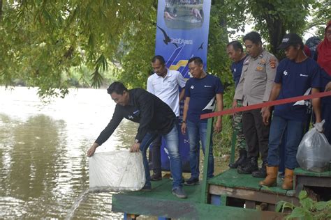 Peringati HUT Ke 42 Bukit Asam Tebar 11 000 Benih Ikan Di Sungai Enim