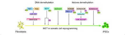 DNA Demethylation And Histone Demethylation Regulate MET Process