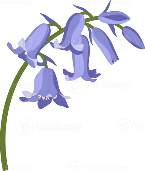 Bluebell Flower Hand Drawn Illustration Png