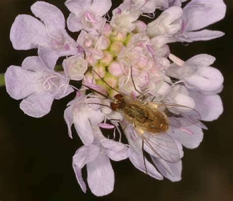 Bombyliidae Geron Sp ♀ Cres Island Croatia 08 2011 Noti Flickr