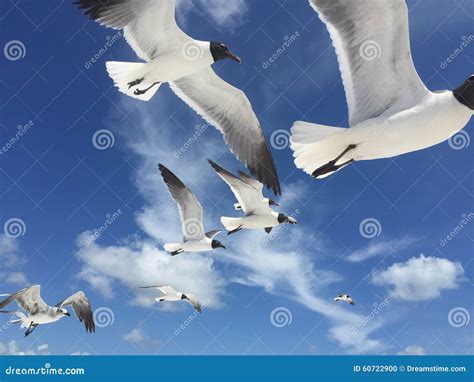 Seagulls On Florida Beach Stock Photo Image Of Florida 60722900