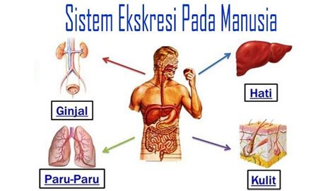 Apa Itu Sistem Ekskresi Pada Manusia Ppt Background Simple Imagesee