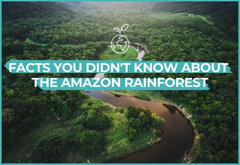 9 Amazon Rainforest Facts That Will Blow Your Mind!