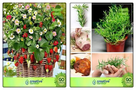 Creative Farmer Herb Seeds Combo Packs Alpine Strawberry Rosemary Herb Seeds Combo Pack