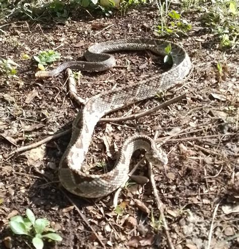 Se Duplican Atendidos Por Mordedura De Serpiente En Durango