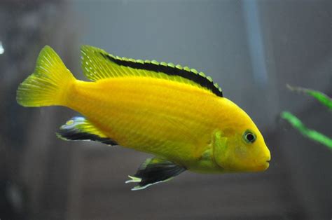 A Labidochromis Caeruleus Or Electric Yellow Cichlid This Is One Of