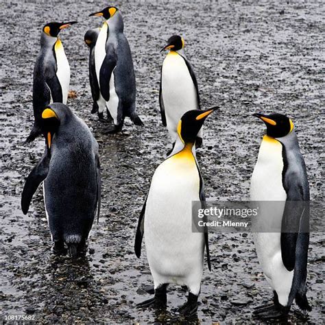 South Pole Penguins Photos and Premium High Res Pictures - Getty Images