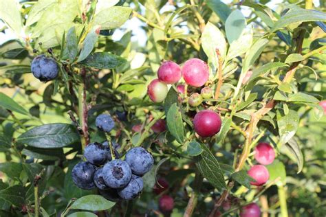 Kostenloser Versand Mehrbeere Pinkbeere Blaue Und Pinke