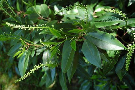 Azereiro Flora Jardim Gulbenkian