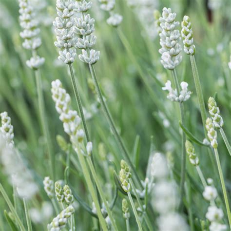 Szk Ka Bylin Dobrepole Lavandula Angustifolia Superblue Lawenda