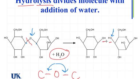 12 1d Hydrolysis And Condensation Youtube – Otosection