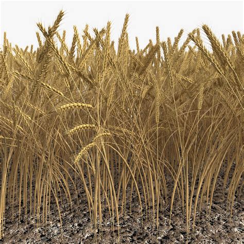 Wheat Field 3d Models For Download Turbosquid