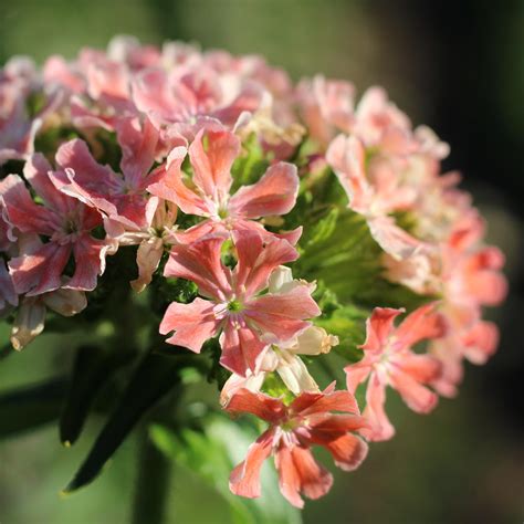 Achillea Lucky Break From Wildegoose Nursery