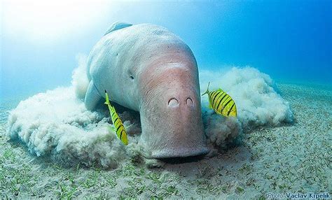 Dugong (Dugong dugon) is a large marine mammal which, together with the manatees, is one of four ...