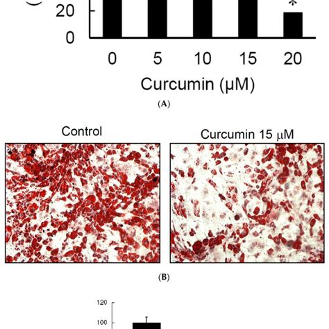 Low Dose Curcumin Inhibits Adipogenesis In 3T3 L1 Adipocytes 3T3 L1