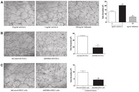 Activin A Promotes Tubulogenesis In Vitro Huvecs Were Seeded Into Download Scientific Diagram