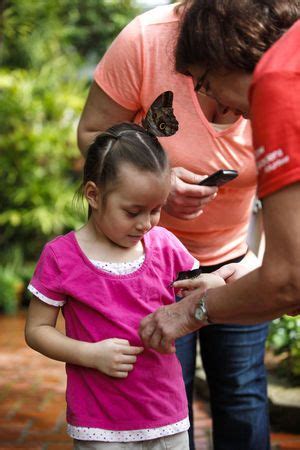 A Beautiful Display Of Multicolored Butterflies At Dow Gardens