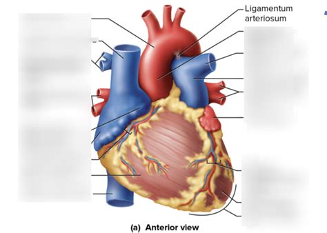 Lab Practical Heart Anterior Posterior Diagram Quizlet