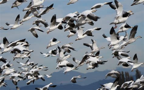 14 de mayo Día Mundial de las Aves Migratorias Secretaria de Ambiente