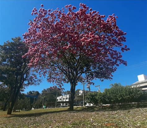 Ipês floridos colorem a Capital Morena no mês de julho