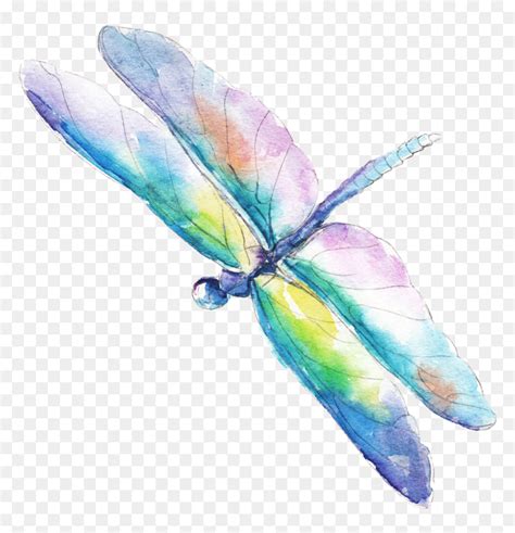 Water Color Dragonflies Vector Royalty Free Watercolor Dragonfly Hd