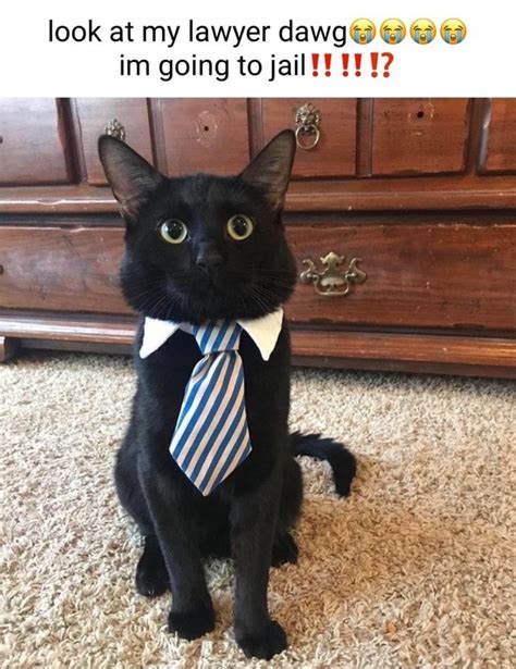 Look At My Lawyer Dawg Im Going To Jail All Ifunny Cute Cats