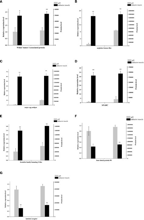 Frontiers Comparative Proteomic Analysis Of Cold Seep Clam