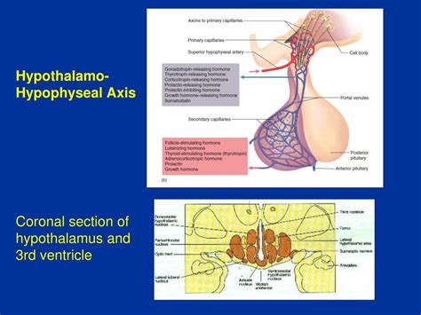 Ppt Hypothalamo Hypophyseal Axis Powerpoint Presentation Free