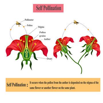 Self Pollinationの写真素材 356件の無料イラスト画像 Adobe Stock