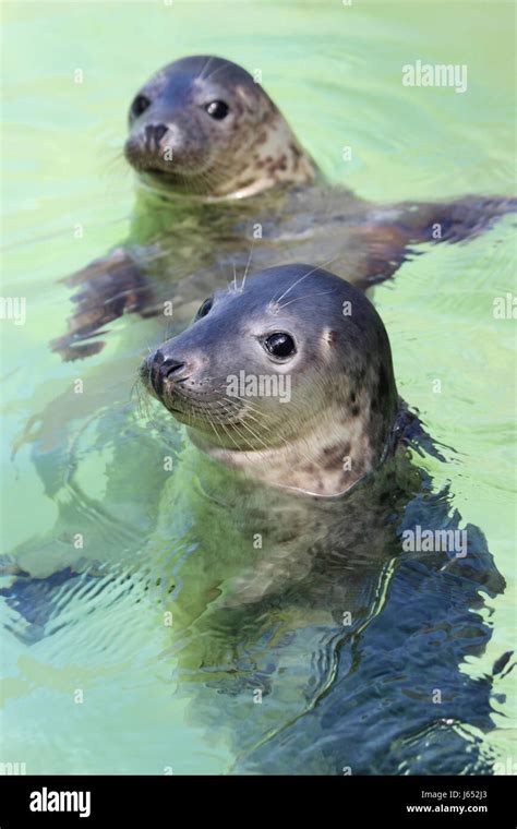 Grey seal pups hi-res stock photography and images - Alamy