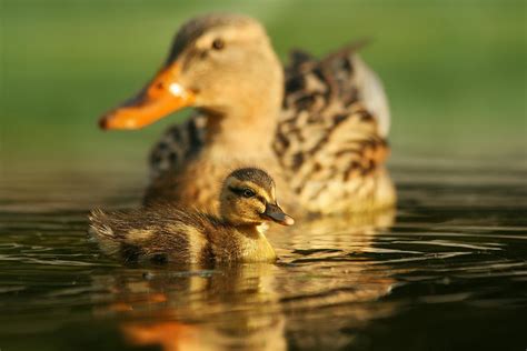 Duck Family 2 Photograph by Yuri Peress - Pixels