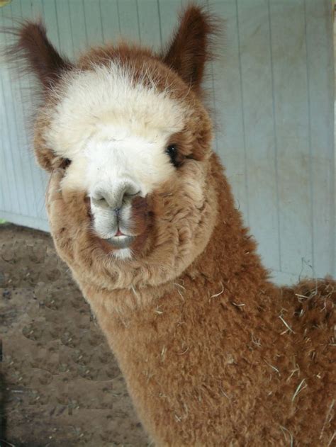 Best 91 Camels Llamas And Alpacas Images On Pinterest Animals And Pets