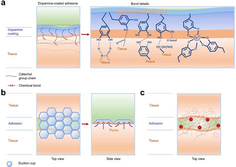 Adhesion Mechanisms Of Bioinspired Adhesives A Mussel Inspired