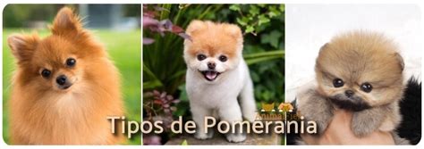 Tipos De Pomerania Diferencias De Cara Y Tamaño Fotos