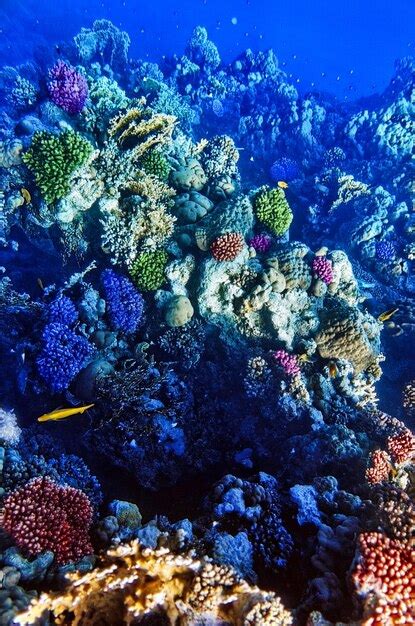 Premium Photo Coral And Fish In The Red Sea Egypt Africa